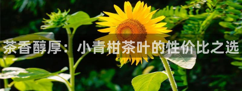 摩登7 lite
