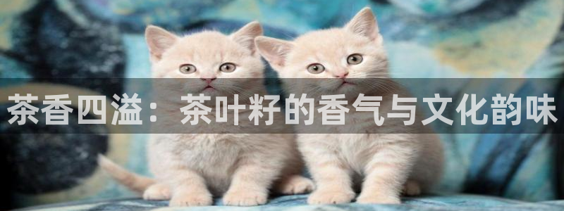 摩登7直属