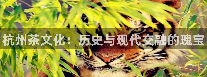 摩登7主管qq