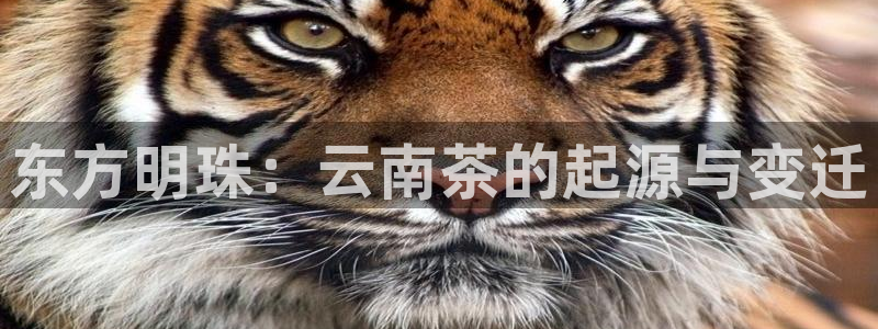 摩登7主管亲333OO